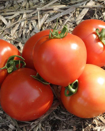 TM769 Tomatoes Early Girl